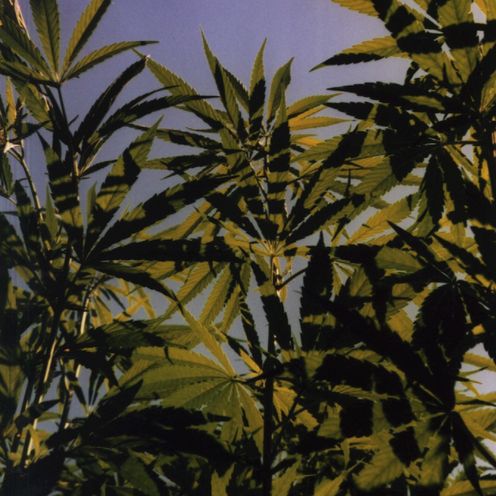 Hanf Studie Müssig 2026 Das Bild zeigt ein Feld mit Hanfblätten und -blüten