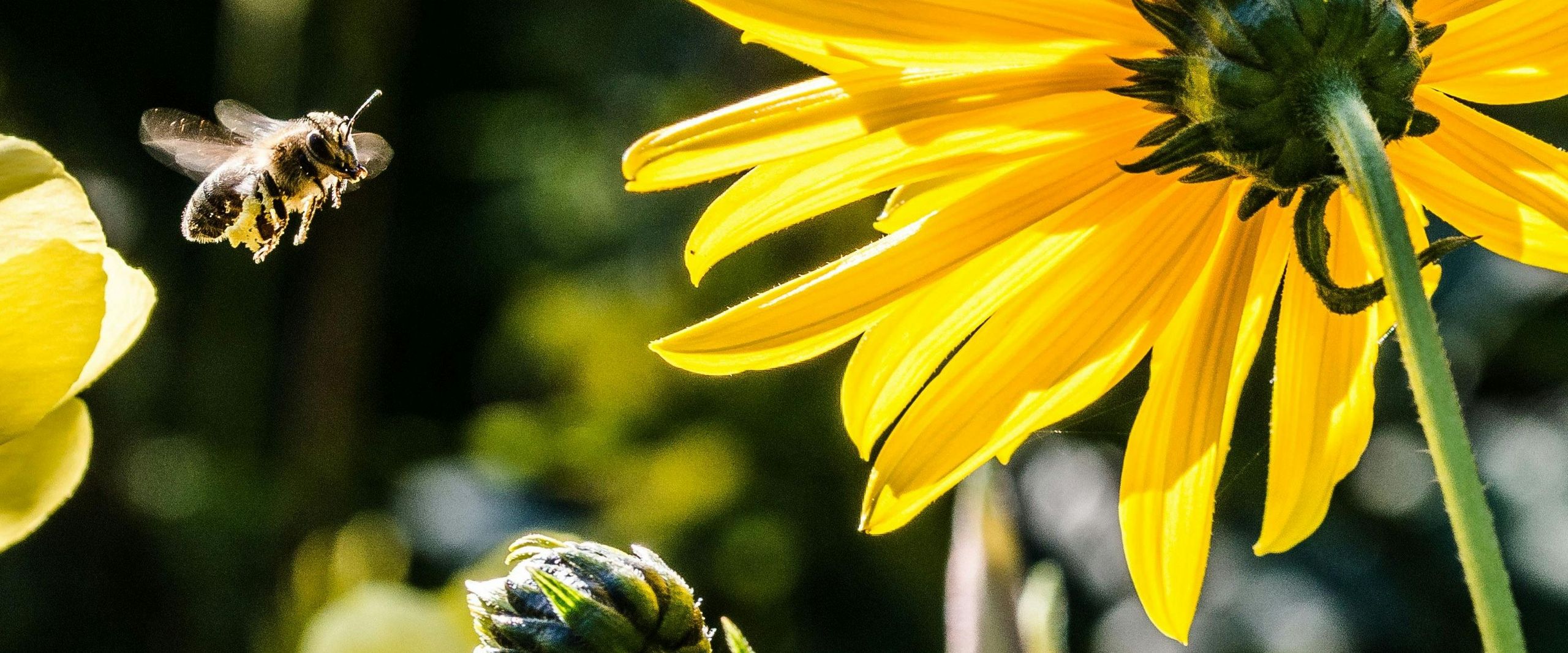 Ein Biene im Anflug auf eine Sonnenblume