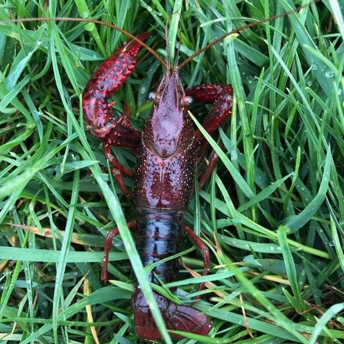 Roter Amerikanischer Sumpfkrebs Das Foto zeigt einen Roten Amerikanischen Sumpfkrebs, eine invasive Art, auf einer Wiese im Bremer Stadtteil Grolland. Die Aufnahme entstand während der Datenerhebung im Flusskrebs-Projekt, einer Masterarbeit im Internationalen Masterstudiengang für Technische und Angewandte Biologie (ISTAB) der Hochschule Bremen (HSB) in Zusammenarbeit mit dem Alfred-Wegener-Institut Bremerhaven (AWI) und der Bremer Naturschutzbehörde.